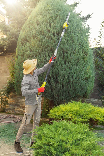 Emergency Storm Tree Removal in Emory, VA